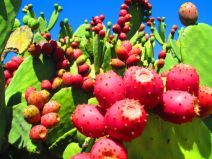 urban fruit gleaning, prickly pears, pink